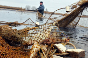В Полоцком районе задержана группа браконьеров. Ущерб оценен почти в 14 тысяч рублей