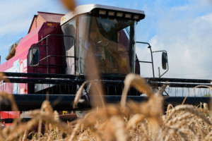 Высокая влажность зерна сдерживает начало уборочной в некоторых районах Витебской области