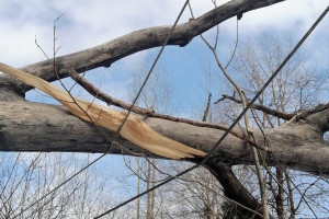 В Витебской области из-за сильных порывов ветра зафиксировано 8 случаев падения деревьев
