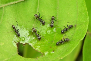 Избавляемся от муравьев на дачном участке навсегда!