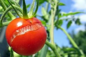 Что делать, чтобы помидоры не трескались?