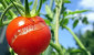 Что делать, чтобы помидоры не трескались?