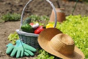 Что (не)делать на дачном участке, чтобы осенью получить хороший урожай овощей