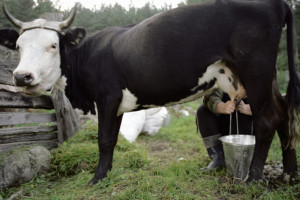 Вмешательство КГК помогло сельчанам получить расчет за сданное организациям Витебской области молоко