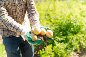 Как получить достойный урожай картофеля? Спросили у специалиста