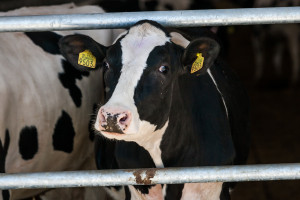 Госконтроль выявил в трех районах  Витебской области факты сокрытия падежа скота