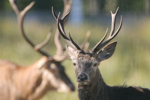 Сезон охоты на лося, лань и оленя откроется в Беларуси с 20 августа