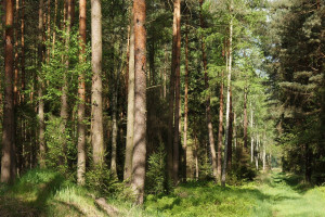 В Витебской области снят запрет на посещение лесов