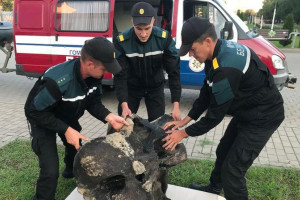 В белорусской реке спасатели нашли останки мамонта