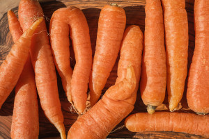 Почему вырастает кривая морковь?