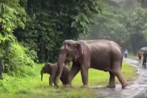 В Таиланде ветеринары несколько часов под проливным дождем спасали слониху и ее детеныша