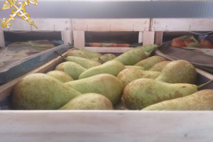 Витебские таможенники пресекли попытку незаконного перемещения 40 тонн груш