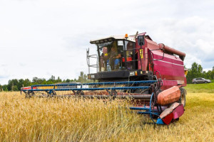 При уборке зерновых в районах Витебской области средняя урожайность составила 26,6 центрнеров с гектара