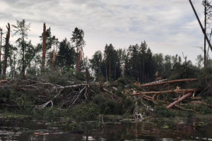 Природная аномалия: за считанные минуты штормовой ветер уничтожил порядка 35 гектаров леса!