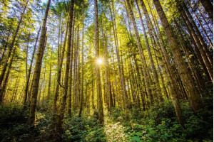 21 марта — Международный день лесов