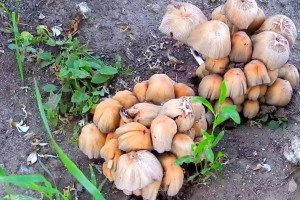 Растут грибы на дачном участке. Выяснили, пользу или вред они приносят