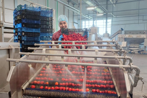 Больше двух тонн ягод заморозили в филиале «Тепличный» РУП «Витебскэнерго»