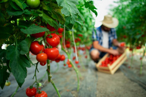 Можно ли заставить томаты дружно цвести и завязывать плоды?