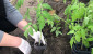 Как правильно пересаживать рассаду с томатами в парник или в открытый грунт