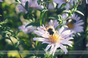 Какие цветы любят пчелы? Как привлечь опылителей на дачный участок