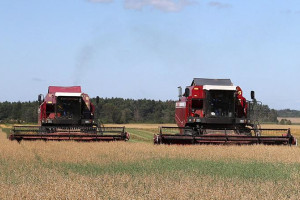 В Беларуси намолочено более 6,8 млн тонн зерна с учетом рапса