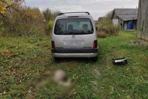 Уголовное дело завели на водителя, забравшего с дороги в Витебском районе погибшую косулю