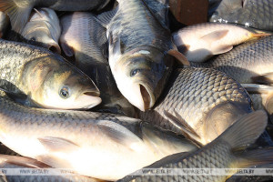 Новый резидент СЭЗ "Витебск" организует импортозамещающее производство по переработке рыбы