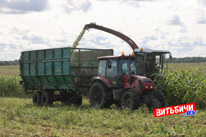 Во всех районах Витебской области приступили к уборке кукурузы. По темпам лидируют Верхнедвинский и Полоцкий районы