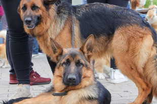Республиканская выставка собак всех пород в Витебске - видео