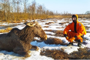 В Браславском районе спасли лосенка, который провалился под лед - видео