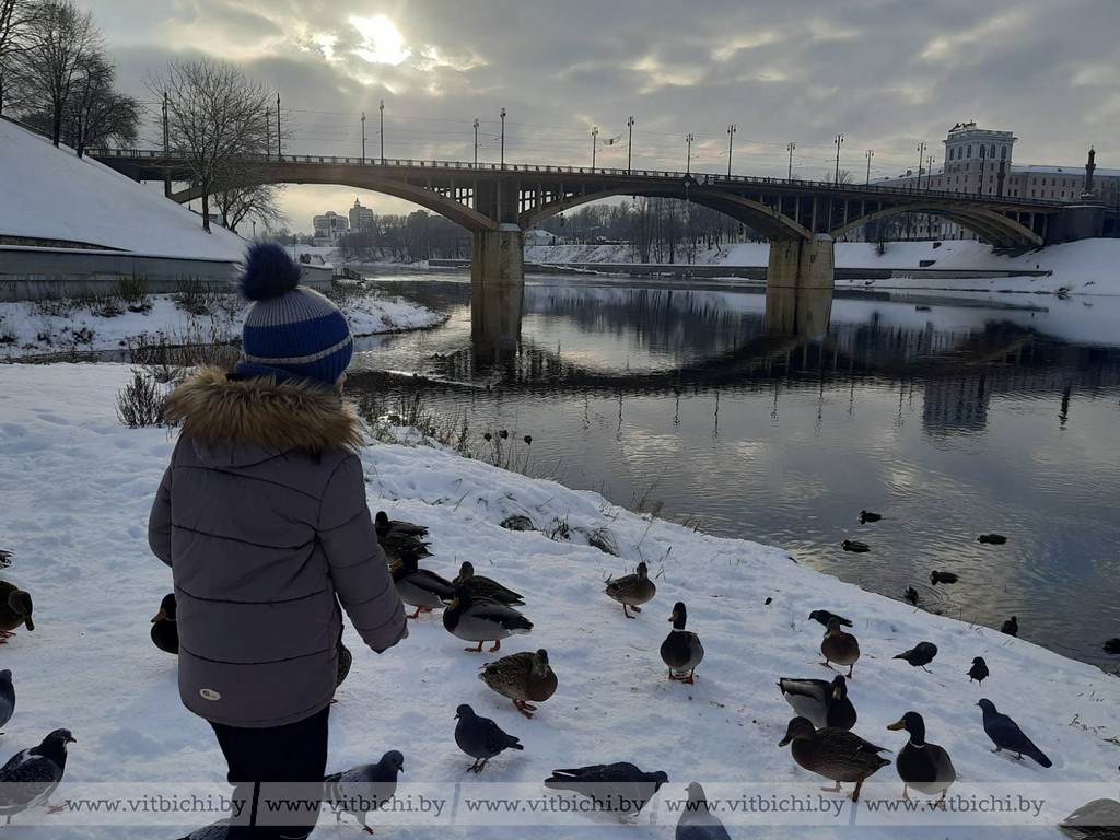 Нужно ли кормить уток и лебедей, зимующих в городе? Спросили у специалиста