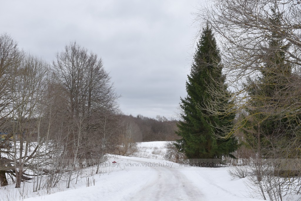деревня витебский район