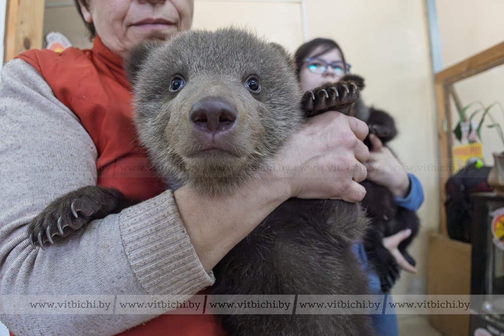 Медвежонок в витебском зоопарке