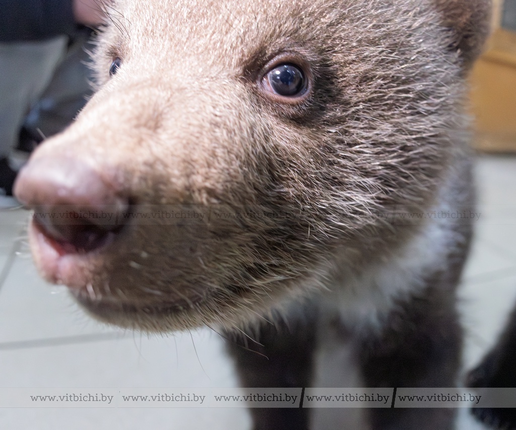 Медвежонок в витебском зоопарке