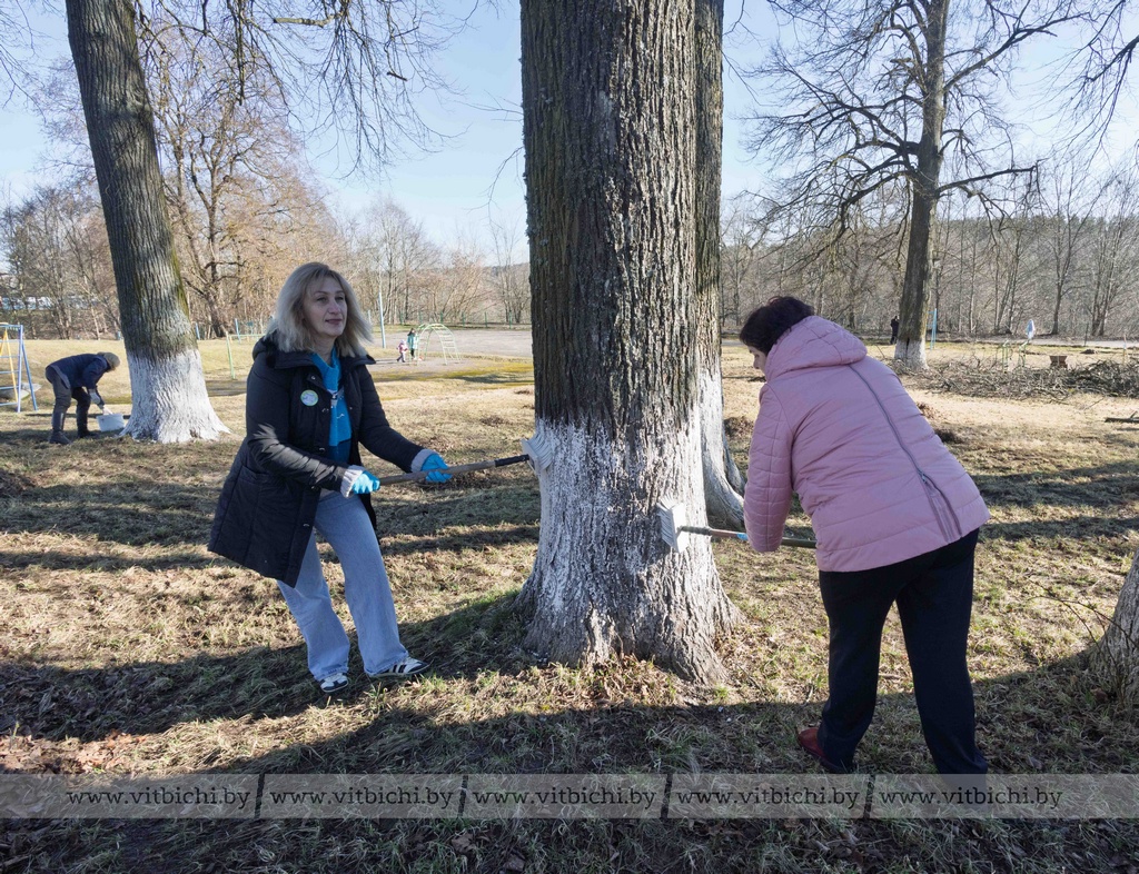 На субботнике в Витебске участники белили деревья