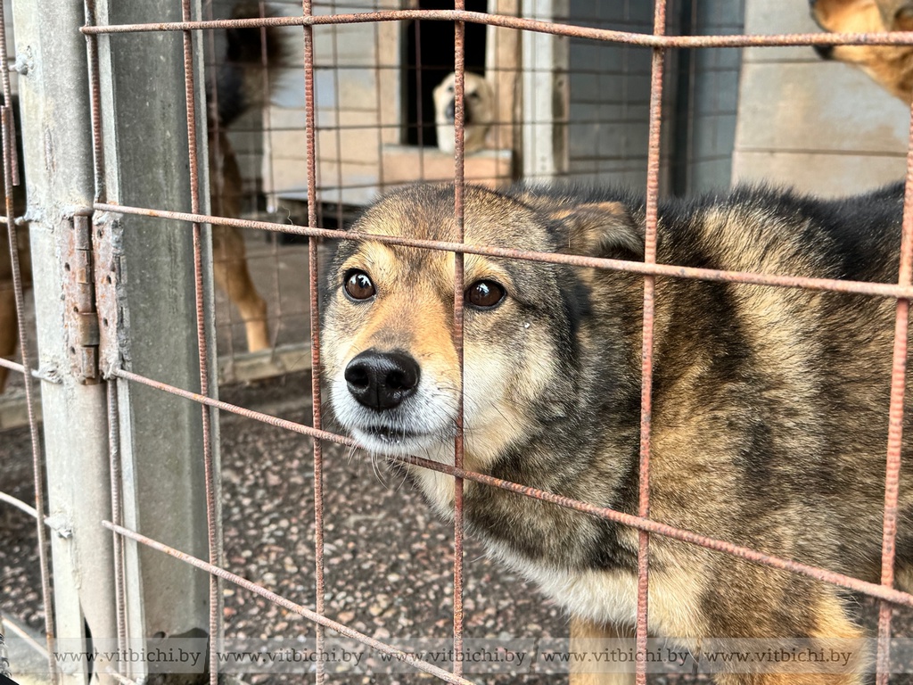 Доброта стала законом, или Как в Витебске помогают бездомным животным