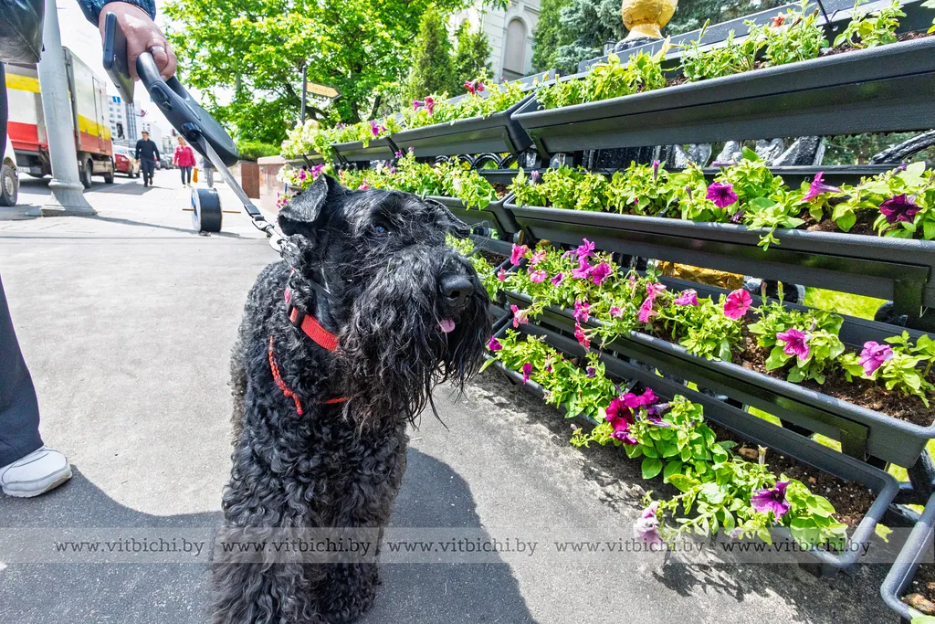 Октябрьский мост в Витебске 