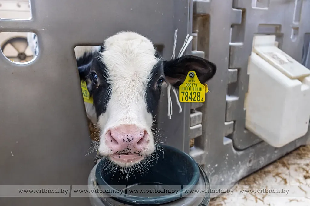 Коллективный труд сплотил на молочно-товарной ферме «Вороны» ГП «Рудаково» работников Витебской районной ветеринарной станции и представительства Белгосстраха по Витебскому району.