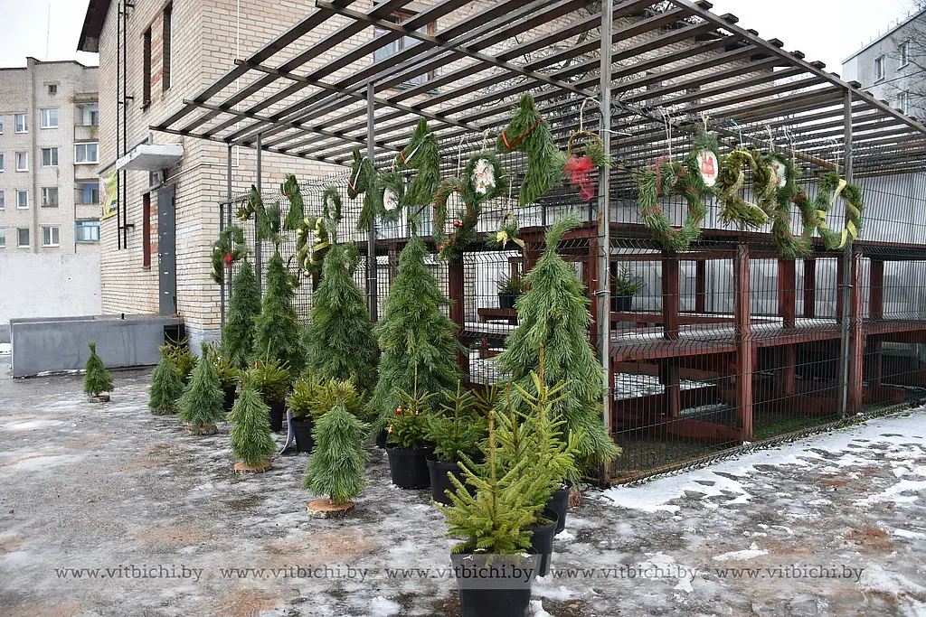 В Витебске открылись елочные базары