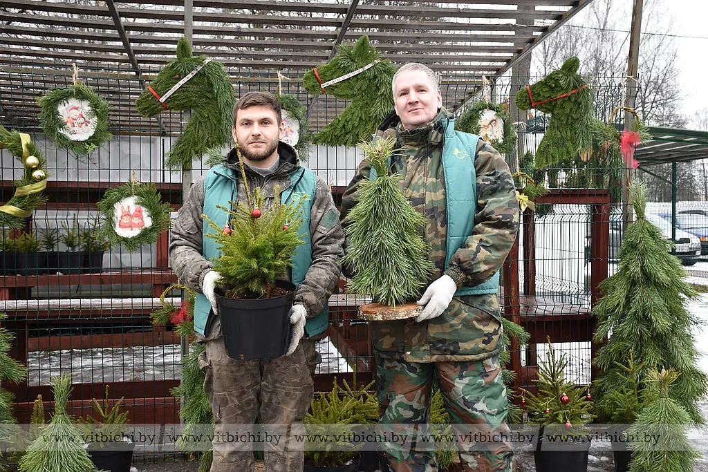 В Витебске открылись елочные базары