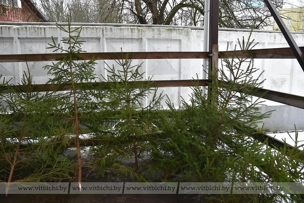 В Витебске открылись елочные базары