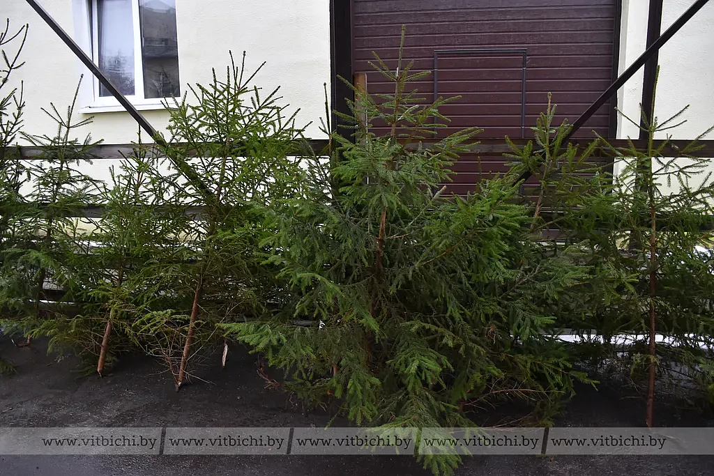 В Витебске открылись елочные базары