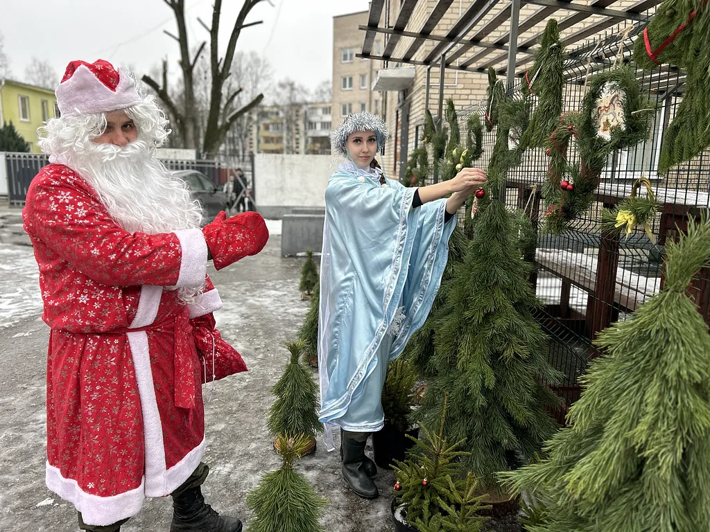 В Витебске открылись елочные базары