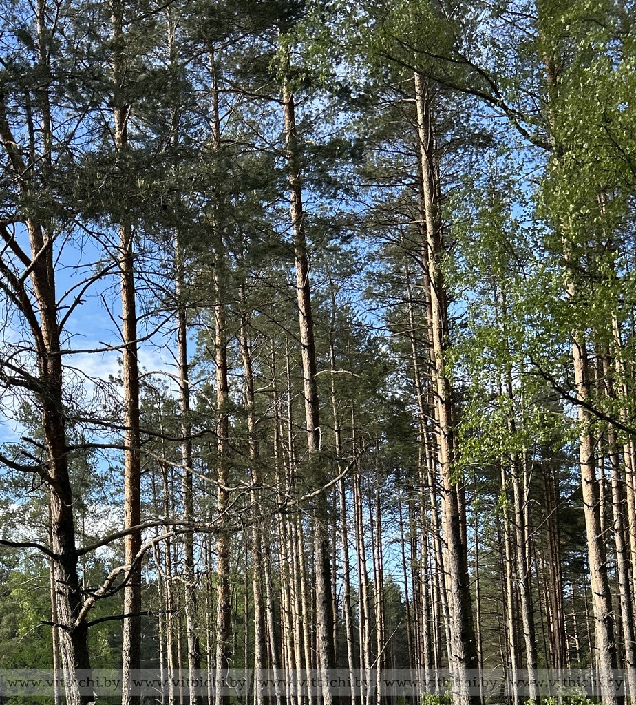 В Витебском районе ввели ограничение на посещение лесов