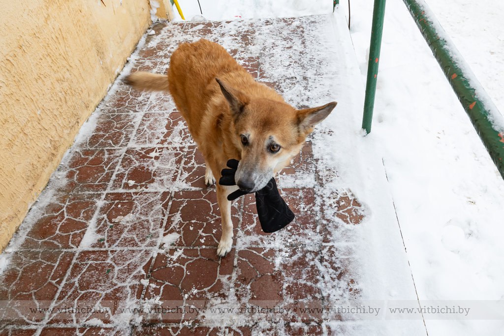 прогноз погоды в Витебске на 11 февраля