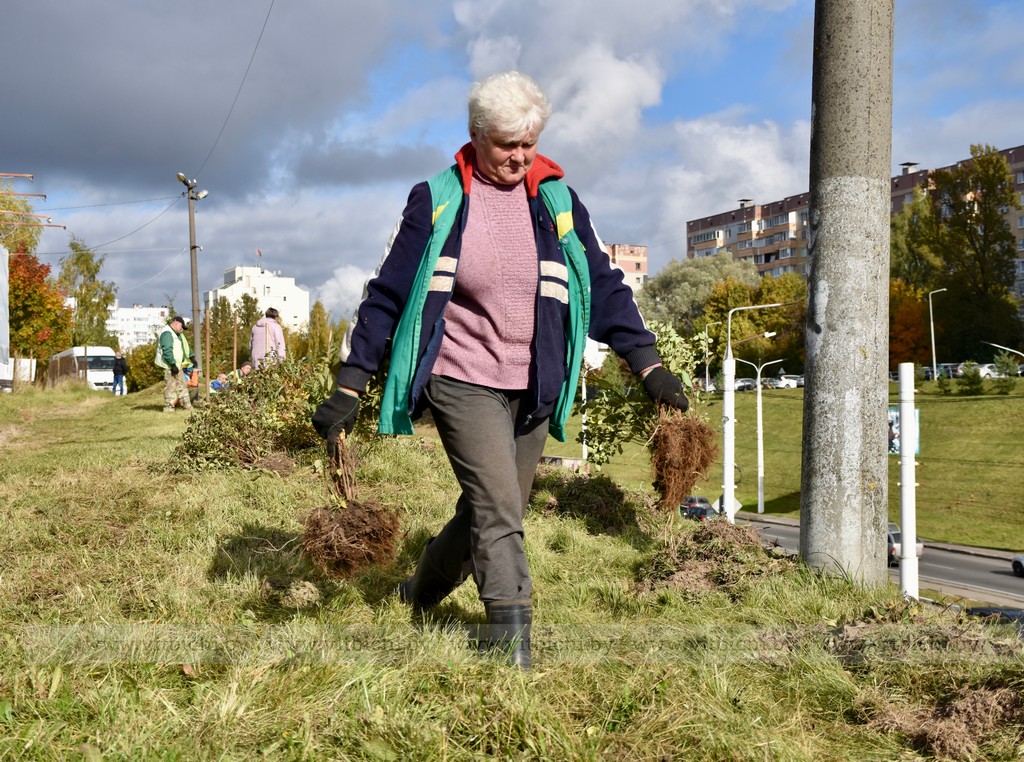 посадка цветов