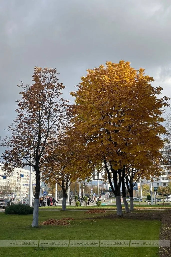 погода витебск 29 октября