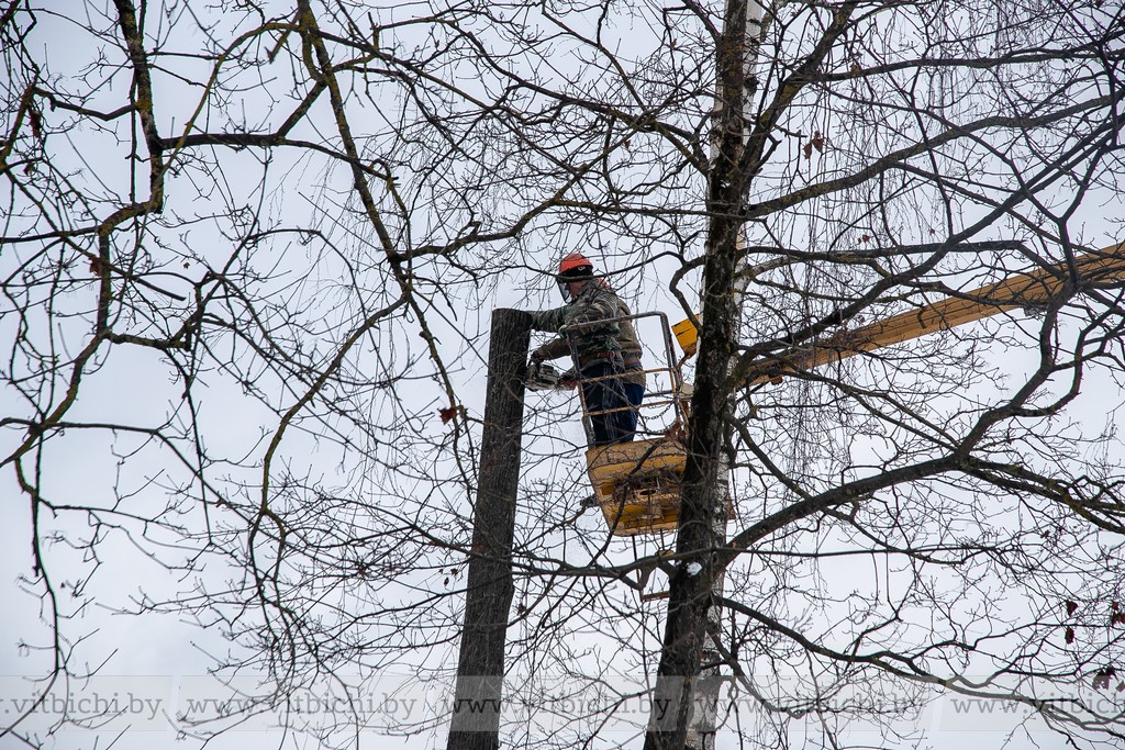 убирать гнезда птиц деревья