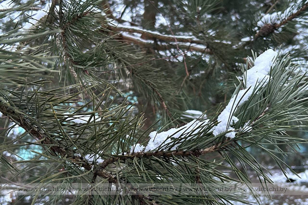 Какой будет погода в Витебске 5 января 2026 года