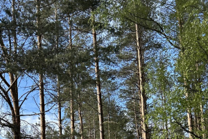 В семи районах Витебской области введены ограничения на посещение лесов 